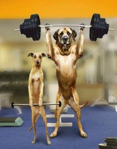 greyhound lift